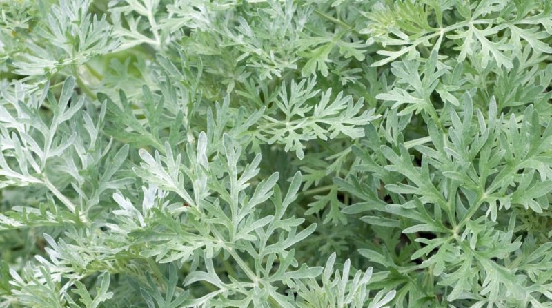 Wormwood natural antiparasite herb